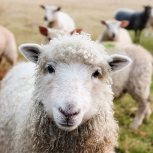 Sheep to garment class at Fiber College September 2023