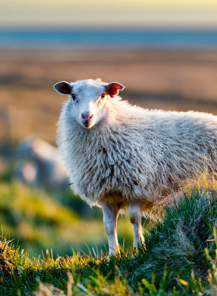 Icelandic Sheep in hills