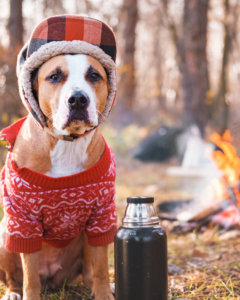 Boxer dog in hunting hat beside a campfire