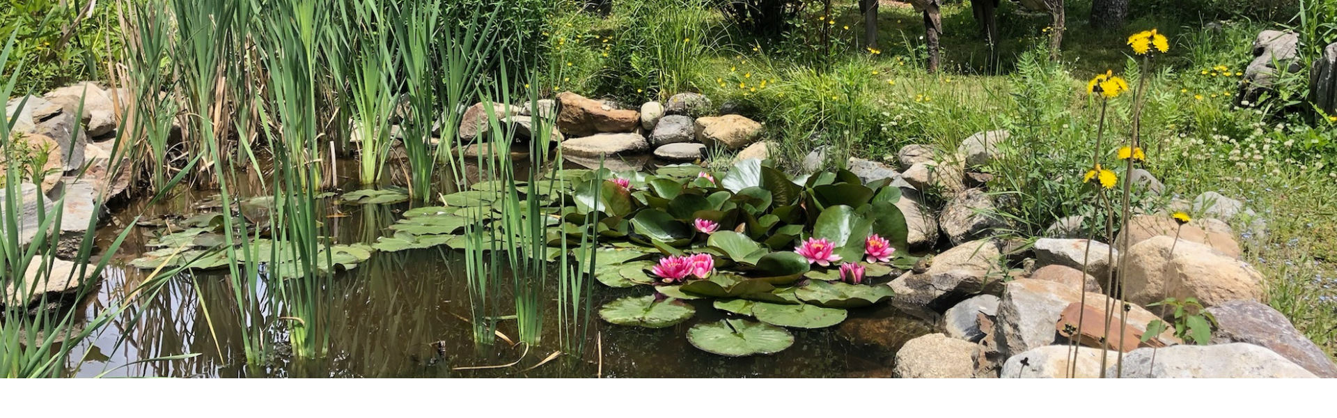pond at Searsport shores with blooming lotus